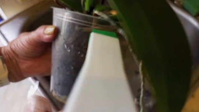 26.07.2022г.СПАСЕНИЕ ЧЕТЫРЕХ ОРХИДЕЙ- СЮРПРИЗ из Садового Центра в Эпицентре! смотреть онлайн