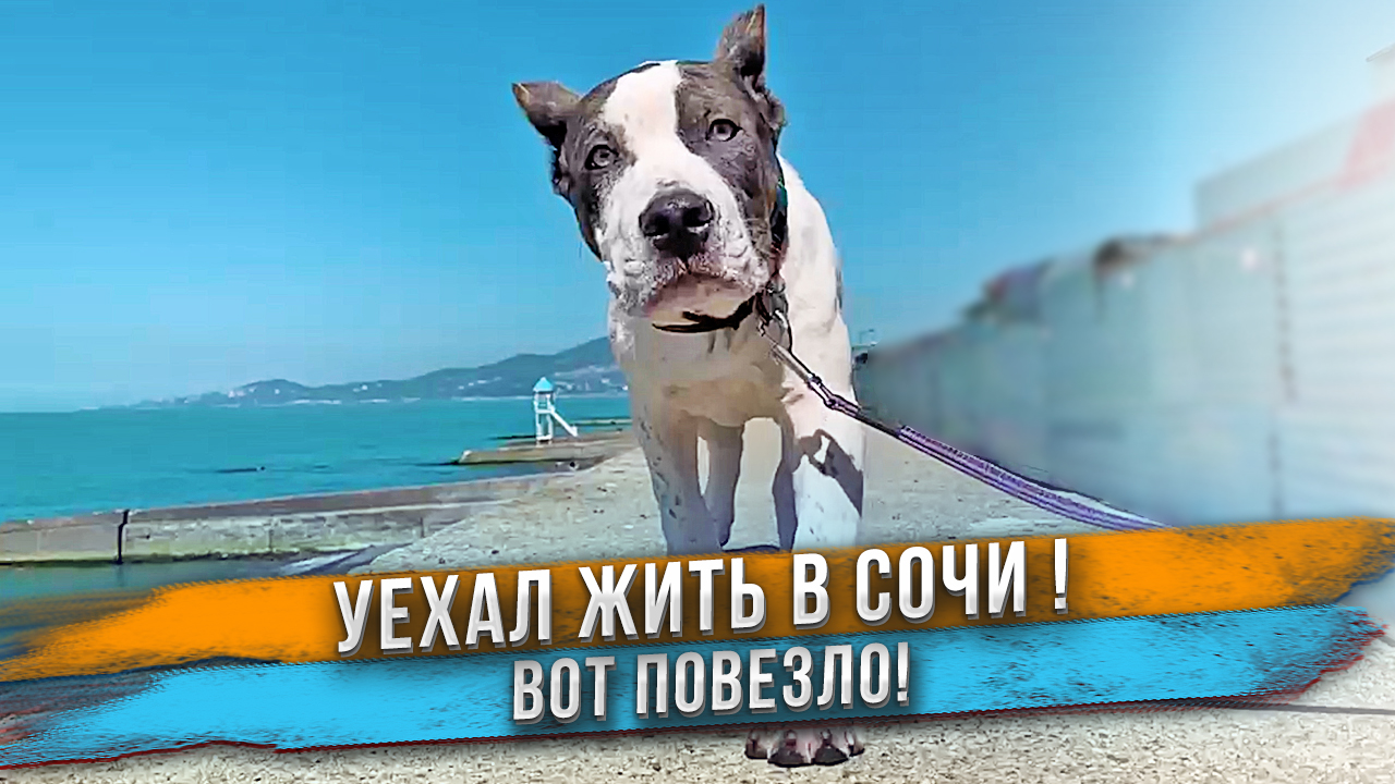 Щенок уехал в Сочи - вот повезло! Чихуахуа Каспер покидает питомник. Подарки от подписчиков! смотреть онлайн