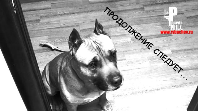 Крокодил на голове))) [ЭПИЗОД 1] смотреть онлайн