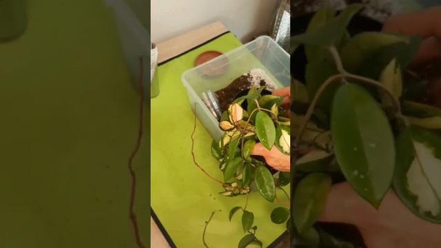 #хойя пересадка смотреть онлайн