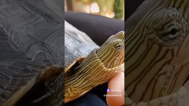 Лайки и подписки взаимно! #автомобиль #авто #бмв #мерседес #ауди #прикол #угар #музыка #вмашину #гон смотреть онлайн