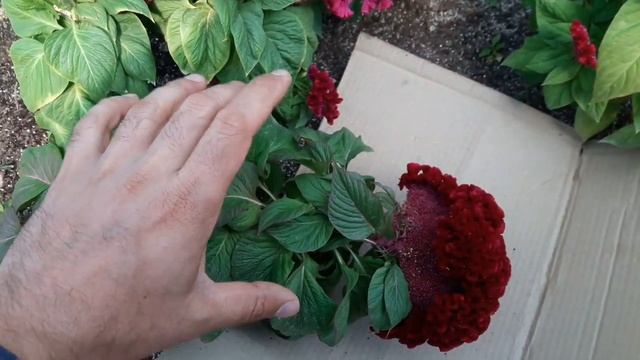 Ремонтные Истории