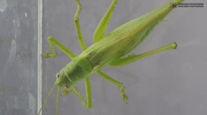 В траве сидел кузнечик. Разрушение детских мифов. // Clever Cricket