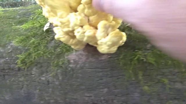 Super Young Chicken of the Woods ( Laetiporus Sulphureus) смотреть онлайн