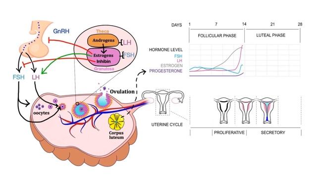 Pharmacology – MENSTRUAL CYCLE AND HORMONAL CONTRACEPTIVES (MADE EASY).mp4