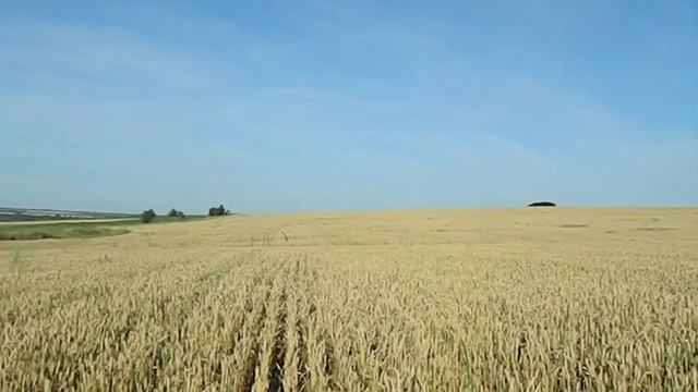 Сорняк на пшенице. Могучие амброзии. смотреть онлайн