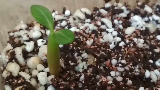 Прошла неделя с посева семян адениума . Подвожу первые итоги . смотреть онлайн