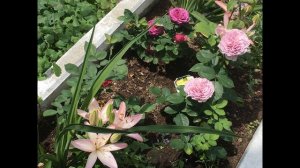 Розы Хайди Клум и Лавандер Айс. Розы в моем саду!