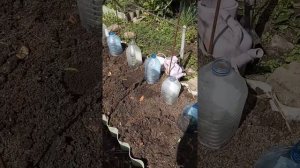 Посадка огурцов под пластиковые бутылки