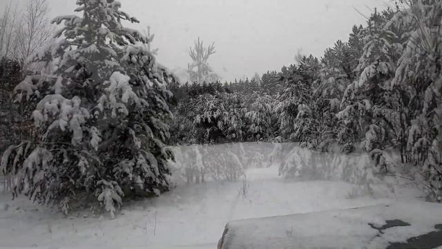 Дорога по зимнему лесу смотреть онлайн