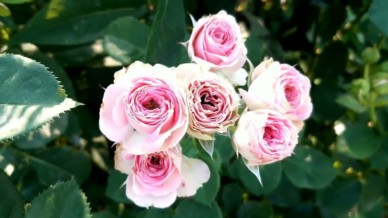 Планирую "работу над ошибками" смотреть онлайн