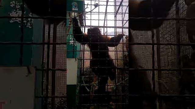 Зоопарк Ялта смотреть онлайн