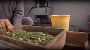 Кукуруза на силос: заготовляем по всем правилас, ARVALIS