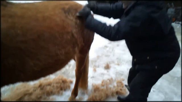 Персик линяет смотреть онлайн