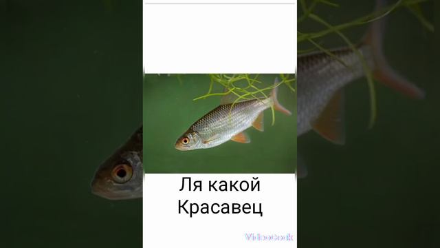 #чебак#смешные картинки# смотреть онлайн