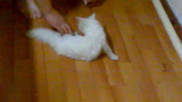 Кот прилип к полу смотреть онлайн