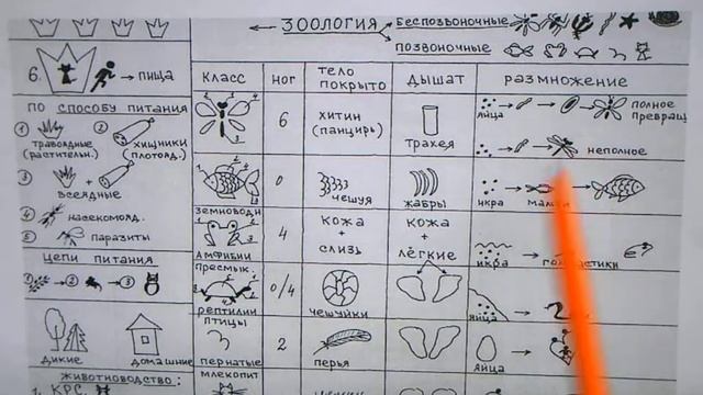 Зоология смотреть онлайн