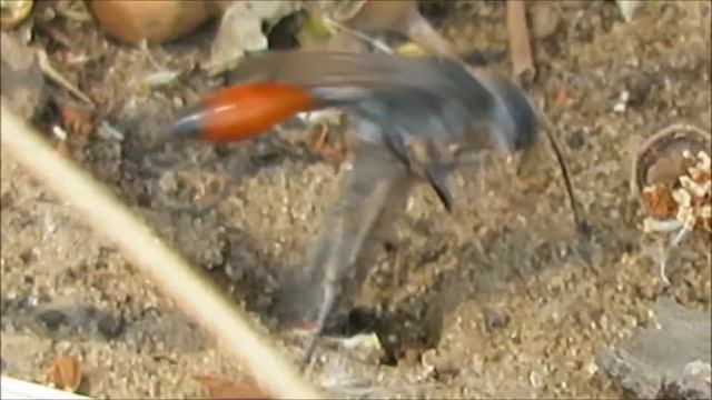 2017 7 06 СПОСОБ ЗАКРЫТИЯ 3 ОСА АММОФИЛА ПРИНЯТИЕ ТРУДНЫХ РЕШЕНИЙ, КРИВОЕ УКЛАДЫВАНИЕ И ОТЛИ смотреть онлайн