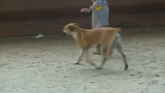 Национальная выставка бурбулей. 31.05.2015. Москва. Класс Промежуточный. Суки. смотреть онлайн