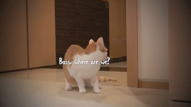 You Ready? | Kittisaurus Villains