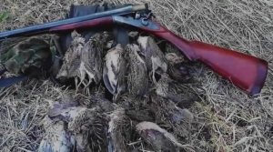 ОХОТА на ПЕРЕПЕЛА с КУРЦХААРОМ и ТОЗ БМ. ОХОТА с ЛЕГАВОЙ и КУРКОВКОЙ 16 калибра с ЛАТУННЫМИ ГИЛЬЗАМИ