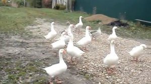 полет домашних гусей
