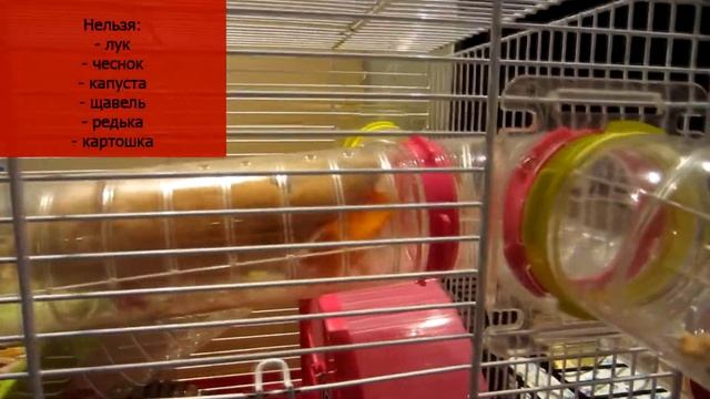 РАЦИОН СИРИЙСКОГО ХОМЯКА || Овощи, зелень, фрукты что можно, что нельзя смотреть онлайн