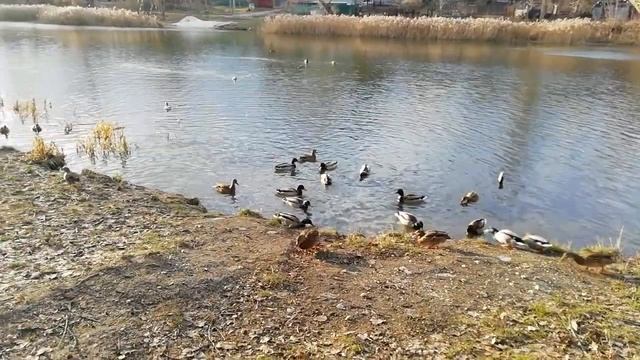 Кряква - птица из семейства утиных, распространенная дикая утка. У самца зеленая шея и другой голос смотреть онлайн