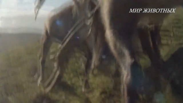 СЕВЕРНЫЙ ОЛЕНЬ смотреть онлайн