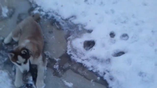 Приколи ,собака на льду ,тварини смотреть онлайн