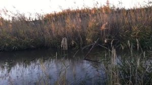 РЫБАЛКА на ПАУК, ловля ТОЛСТОЛОБА на ПОДЪЁМНИК