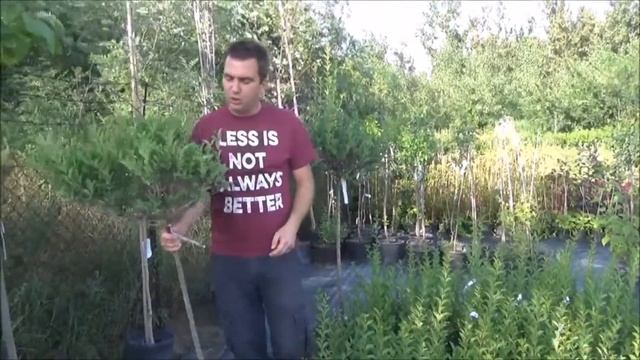 Törzses Fagyal fácska/Gömb fagyal - Ligustrum ovalifolium magastörzsön смотреть онлайн