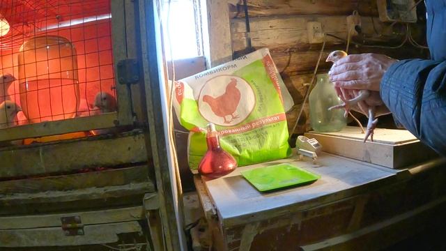 Выращивание бройлеров на Смоленском комбикорме. Эксперимент. Результаты. смотреть онлайн