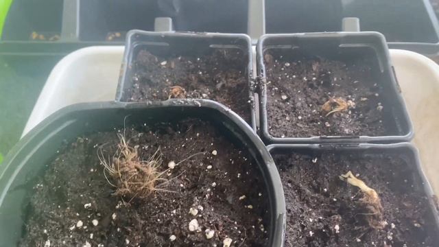How to plant Sea Holly (Eryngium) from bare root смотреть онлайн
