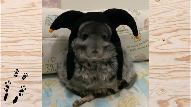 Как ШИНШИЛЛЫ празднуют HАLLOWEEN!#2 смотреть онлайн