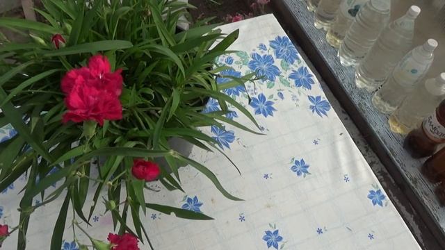 Гвоздика многолетняя,на зиму домой. смотреть онлайн