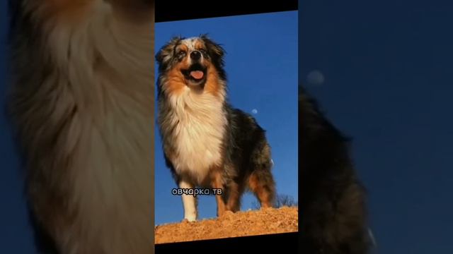 #эдит #dog #собака #edit #аусси смотреть онлайн