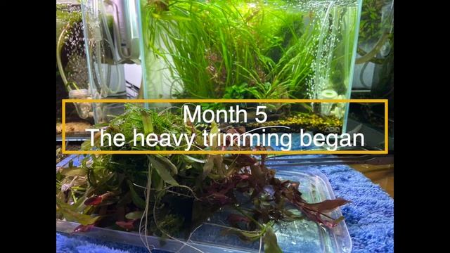 The evolution of my Jungle Tank Aquascape: 8th month update смотреть онлайн