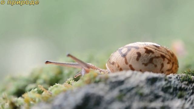 ИНТЕРЕСНЫЕ ФАКТЫ ОБ УЛИТКАХ. смотреть онлайн