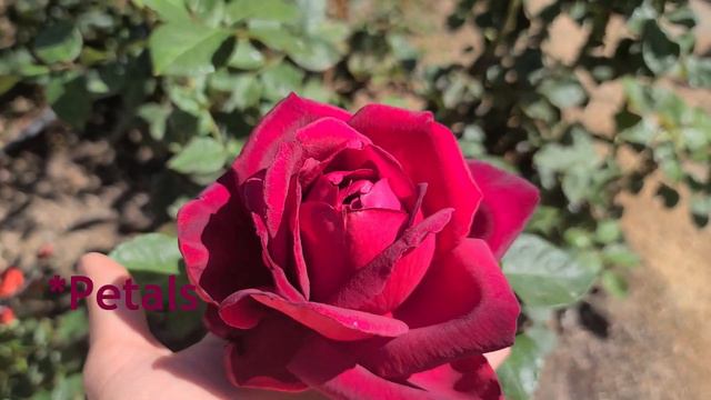 Oklahoma Rose; Growing An Oklahoma Rose In Phoenix, Arizona