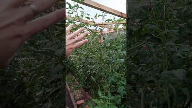 Помидор Пасхальное Яйцо, и другие смотреть онлайн