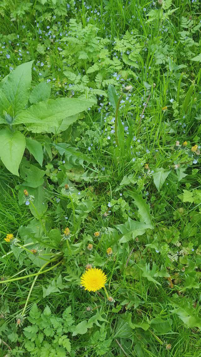 Одуванчики 24-05-2024 17-44-08