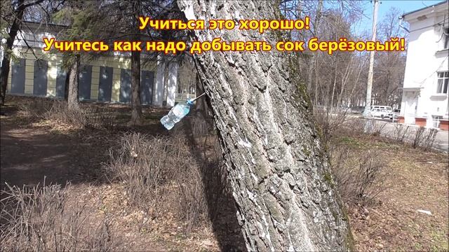 Учиться это хорошо! Учитесь как надо добывать сок берёзовый! смотреть онлайн