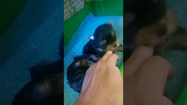 мини мальчик йорик смотреть онлайн