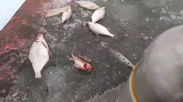 ПЕРВАЯ ЗИМНЯЯ РЫБАЛКА!!! 🎣🐟 смотреть онлайн