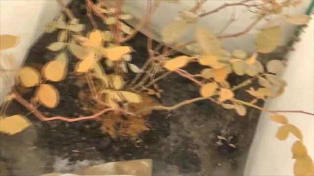 Смотрю розы после зимы смотреть онлайн
