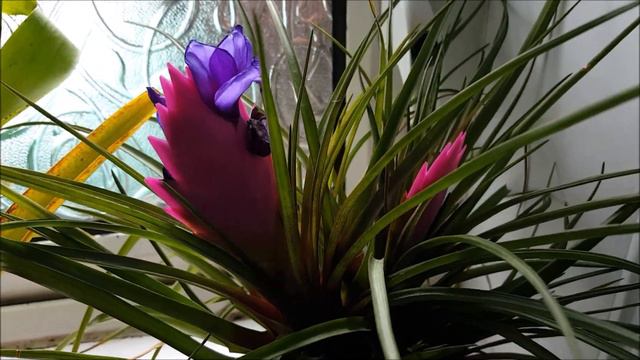 Tillandsia Cyanea In Bloom