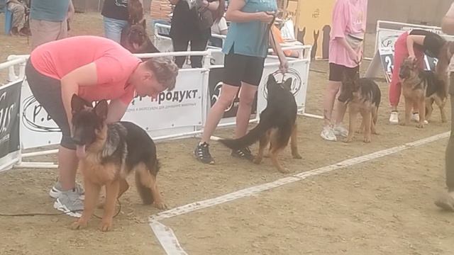 Ббеи суки ст ринг