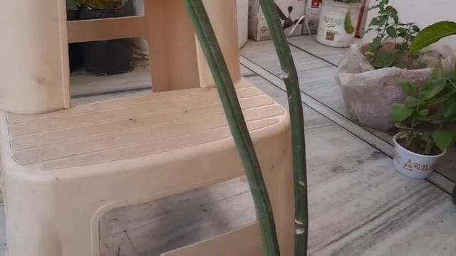 List of Plants which you can grow by cuttings in this rainy season, propagation, care tips, #barish смотреть онлайн