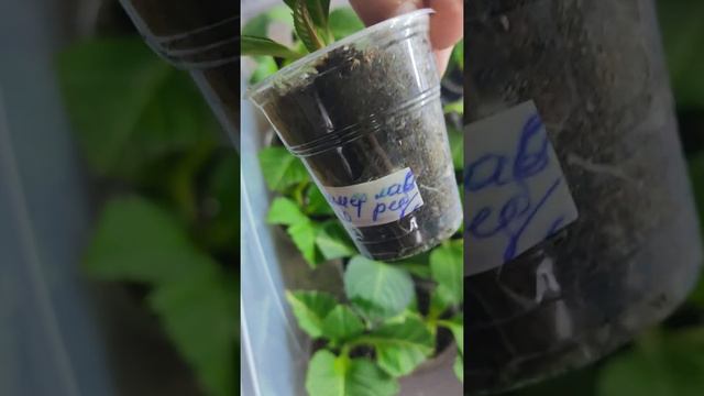 Гортензия крупнолистная, осенние черенки смотреть онлайн